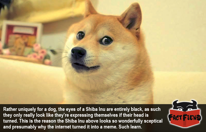 Featured image of post Shiba Inu Tumblr Polyglotplatypus tumblr gmail com do not repost my art on any website