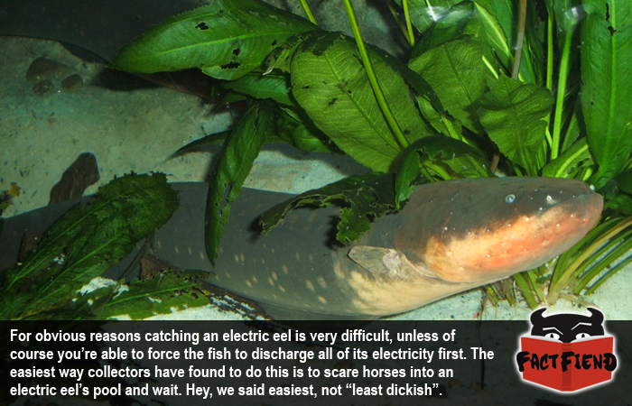 This is How You Catch an Electric Eel - Fact Fiend