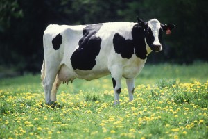 This was that picture of a cow.