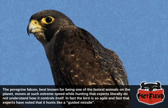 Peregrine falcons are like tiny missiles - Fact Fiend